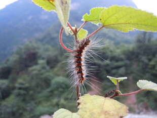 绿叶上的毛毛虫