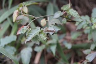 绿植上的毛毛虫