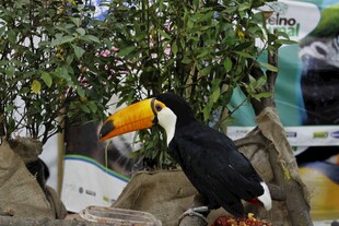 巨嘴鸟