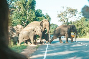 大象群在公路上漫步