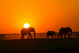 夕阳下漫步的大象家族