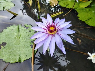 睡莲