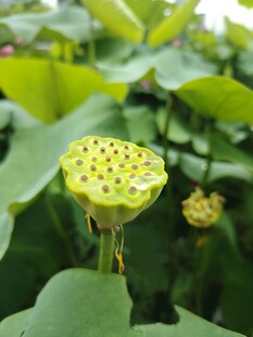 鲜嫩莲蓬