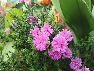 荷兰菊