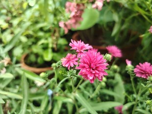 荷兰菊