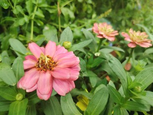 百日菊