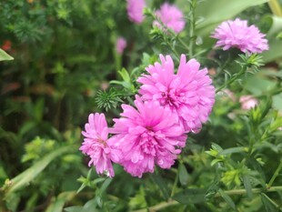 荷兰菊