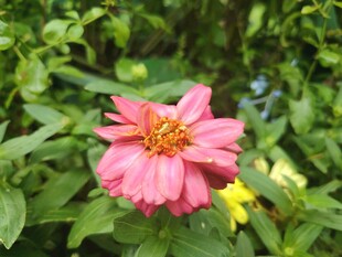 百日菊