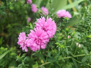 荷兰菊