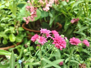 荷兰菊