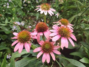 紫锥菊