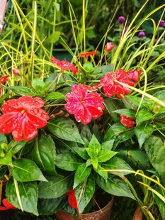 凤仙花
