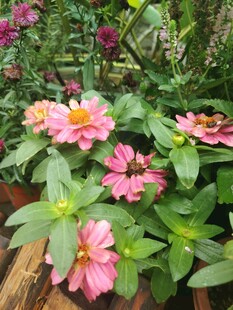 百日菊