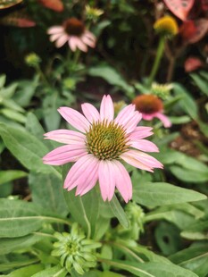 松果菊