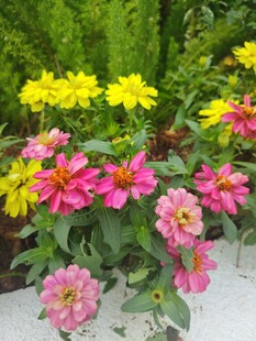 百日菊