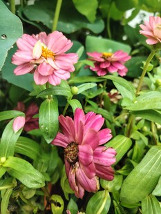 百日菊