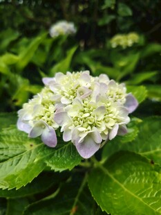 绣球花
