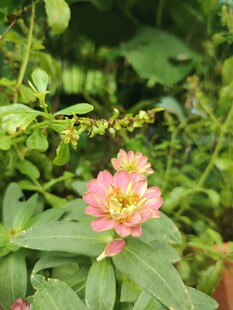 百日菊