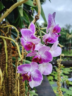 紫粉兰花绽放于绿植间