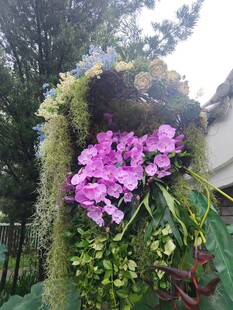 紫色兰花绽放绿植间