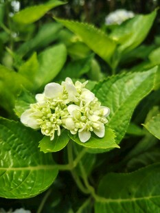 绣球花