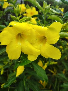 黄蝉花