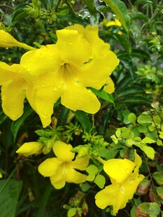 黄蝉花