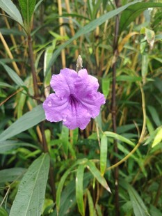 翠芦莉