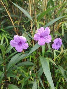 翠芦莉