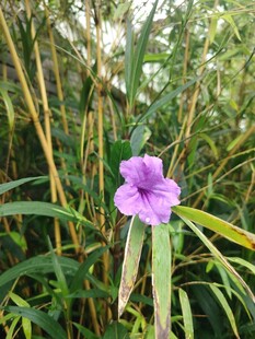 翠芦莉