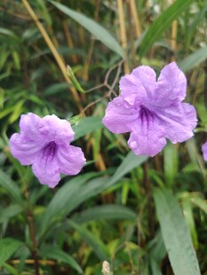 翠芦莉
