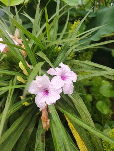 翠芦莉