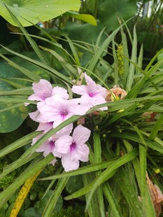 翠芦莉