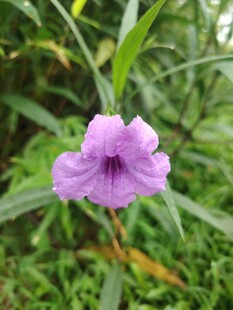 翠芦莉