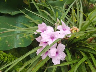 翠芦莉