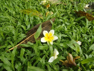 鸡蛋花