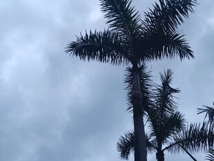 天空下的挺拔棕榈树