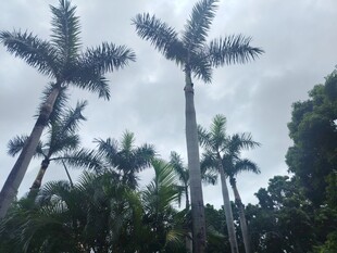 高耸入云的热带棕榈树