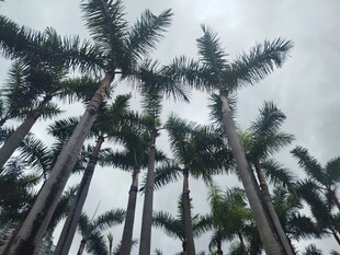 高耸入云的棕榈树景观