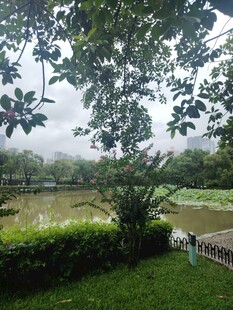 绿意盎然的户外自然景观