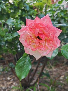 粉色月季 