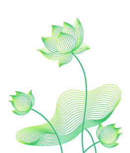 清新线条风绿色荷花插画
