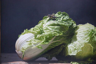 新鲜大白菜色泽翠绿诱人