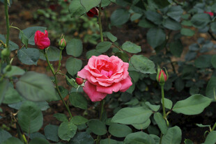 月季花 粉色