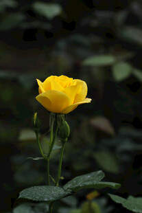黄色 月季花