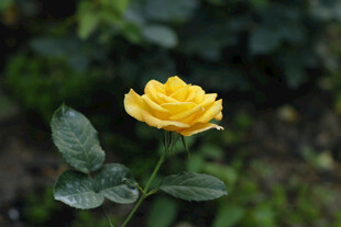 黄玫瑰 花瓣