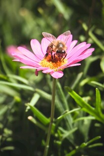 蜜蜂采蜜于粉色花朵中