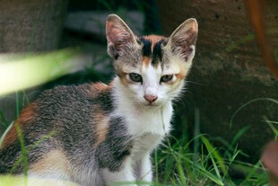 草地上的三色小猫
