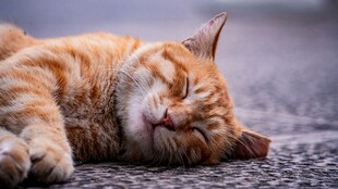 橘猫惬意躺卧