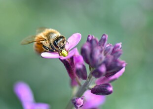 蜜蜂采蜜于紫色花朵间